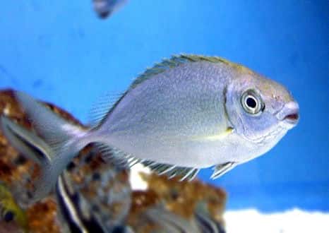 セダカハナアイゴ